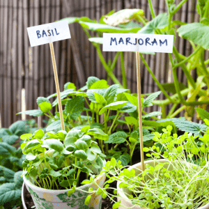 herb garden basics