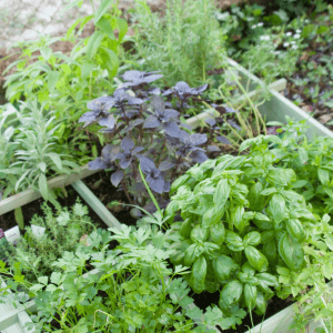 Herb garden guide