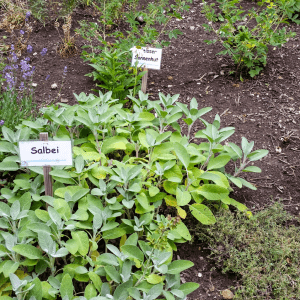 Herb garden basics tips